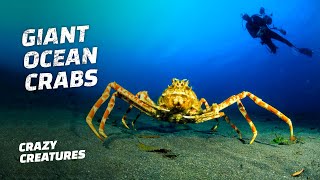 The Giant Japanese Spider Crab [upl. by Prudie]