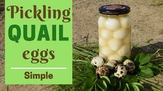 Pickled Quail Eggs Made Simple [upl. by Albertson672]