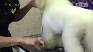 Grooming Guide  Bichon Frisé Pet or Salon Trim  Pro Groomer [upl. by Sibella]