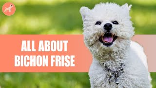 Bichon Frise Everything You need to know [upl. by Anawit]