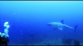 Great White Shark circles divers in Mozambique  NO CAGE [upl. by Merceer]