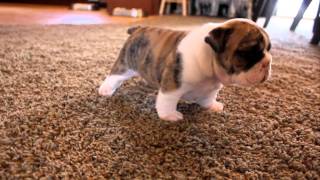 English Bulldog puppies learning to walk for the first time [upl. by Malvino]