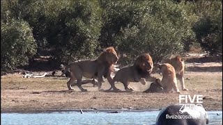 Male Lions Attack and Kill Rival Male [upl. by Aihk829]