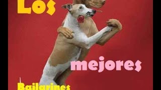 Perros y Gatos bailando Los Videos Mas Divertidos Dancing dogs and cats [upl. by Nanis705]