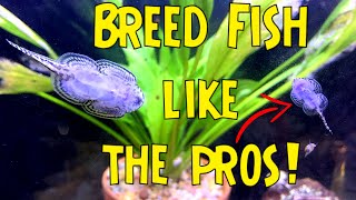 HOW TO BECOME A MASTER FISH BREEDER  Top 5 Breeding Fish For Profit Tips [upl. by Hamburger]