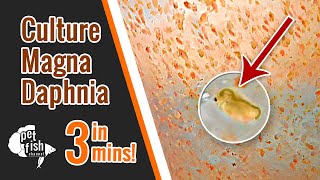 How to culture DAPHNIA MAGNA  The easy way [upl. by Acilejna407]