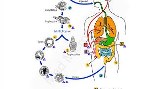 Entamoeba histolytica lecture [upl. by Noinatrad]