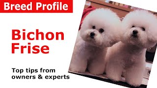 Bichon Frise Dog Breed Guide [upl. by Purington]