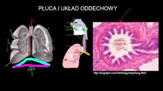 Płuca i układ oddechowy [upl. by Schellens982]