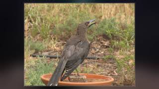 Grey Currawong [upl. by Malinin]