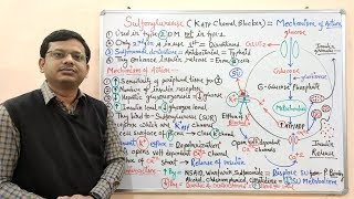 Diabetes Mellitus Part10 Mechanism of Action of Sulfonylurease  Antidiabetic Drugs  Diabetes [upl. by Avra]