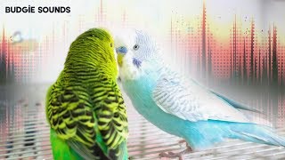 Cute amp Noisy  Budgie sounds [upl. by Yemaj]