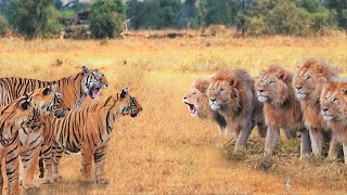 When Tigers And Lions Face Each Other [upl. by Fulks]