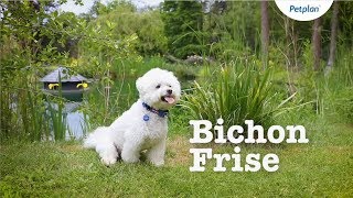 Bichon Frise Breed Information Temperament Lifespan amp more  Petplan [upl. by Parrnell]