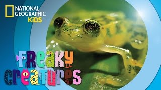 Ninja Frog Kicks Bugs 🐸  Freaky Creatures [upl. by Macfarlane]