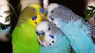 Budgerigar Chirping [upl. by Nysa]