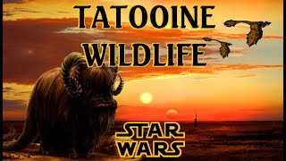 Tatooine wildlife [upl. by Hunter]