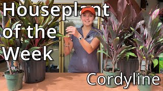 Cordyline  Houseplant of the week [upl. by Arek424]