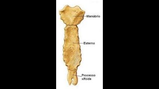 Anatomia do osso esterno [upl. by Enelyw]