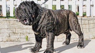 AMERICAN MOLOSSUS RECREATING AN ANCIENT DOG BREED [upl. by Curhan]