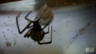 Brown Widow Spiders Invade  Infested [upl. by Selway]