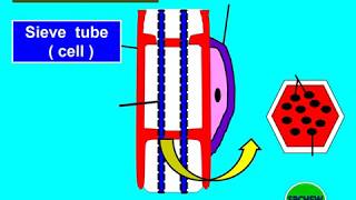 Biology Form 4 KSSM Chap 2 23 Part 3 Vascular Tissues Edited Acronym Hots Technique Of Answering [upl. by Hada609]