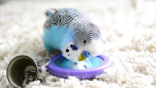 Budgie Sounds Talking to the mirror [upl. by Ymmit]