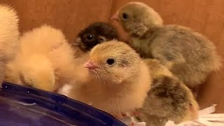 How to Hatch Button Quail Eggs [upl. by Avenej]