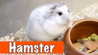 Alles over de hamster  DierenpraatTV [upl. by Kiersten]