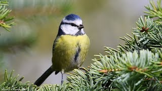 chants cris de la mésange bleue HD songs  calls eurasian blue tit [upl. by Eessej]