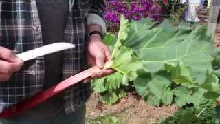 How to Plant and Grow Rhubarb [upl. by Ansell]