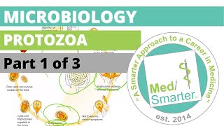 Protozoa  Microbiology  USMLE STEP 1  Part 1 of 3 [upl. by Ardehs10]