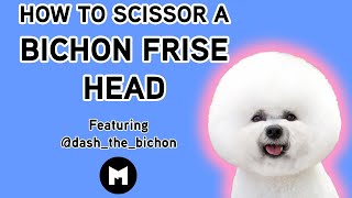 How to trim a bichon head [upl. by Anaet]