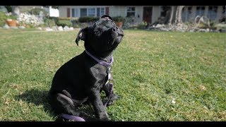 Lily The Staffordshire Bull Terrier Puppy [upl. by Atinrev425]