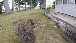 GroundhogWoodchuck Trapping Tip [upl. by Ahsinal]