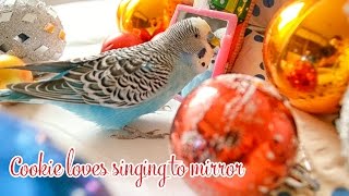 Budgie singing to Mirror  Christmas Edition [upl. by Lertsek]