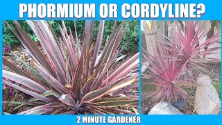 Phormium or Cordyline [upl. by Maurilla94]