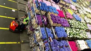 Aalsmeer Royal Holland Flower Auction by Iskamdaletya [upl. by Mota]