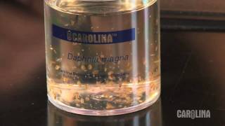 How to Care for Daphnia [upl. by Tomas]