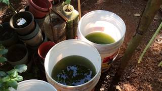 How to grow Green Water Algae [upl. by Sokram]