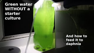 Green Water WITHOUT a Starter Culture  From Scratch  How To [upl. by Aihsekyw288]