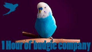 1 Hour VIDEO of budgie company [upl. by Trumaine919]