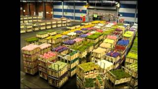 AALSMEER FLOWER MARKET Holland [upl. by Sudnor]