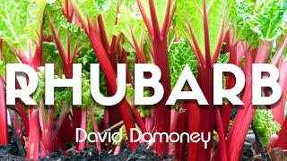 How to Grow and Harvest Rhubarb [upl. by Twum]