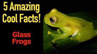 5 Fascinating Facts About Glass Frogs [upl. by Greenes]