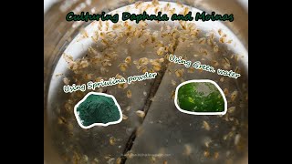 How To Culture Daphnia and Moinas using Green Water Spirulina powder [upl. by Abihsot330]