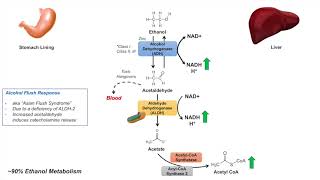 Ethanol Absorption and Metabolism  Alcohol Metabolism Pathway [upl. by Julie]