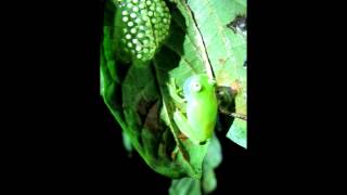 Glass frog calling [upl. by Iba301]