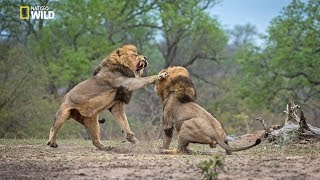 African Lions  National Geographic Documentary [upl. by Shaum34]