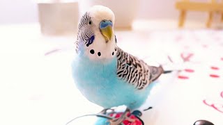 3 Hour Budgie Sounds or Parakeet sounds [upl. by Tocs]